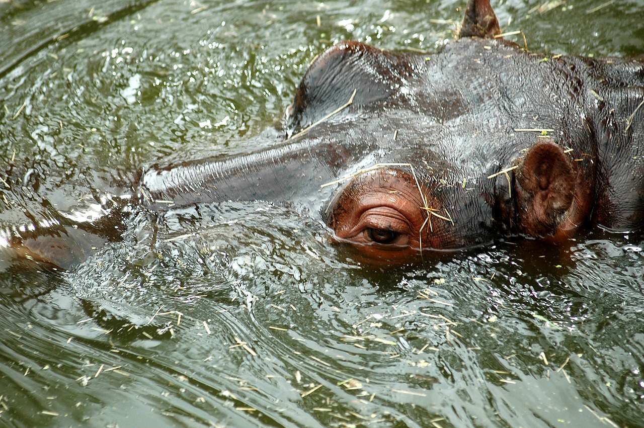 Pelėnas, Hippo, Vanduo, Žinduolis, Gyvūnas, Upė, Didelis, Afrika, Amfibija, Pavojingas