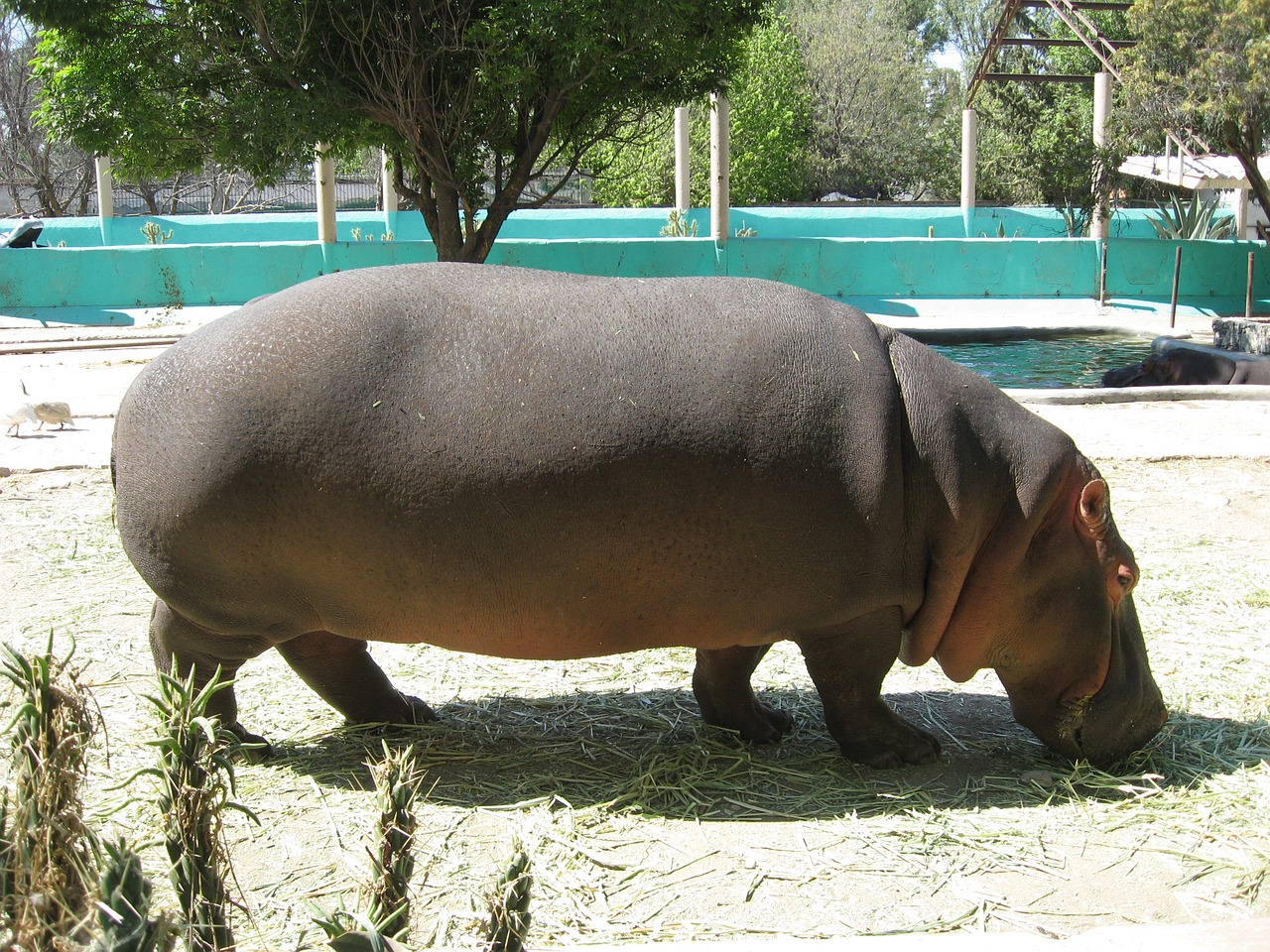 Pelėnas, Zoologijos Sodas, Wameroo, Queretaro, Nemokamos Nuotraukos,  Nemokama Licenzija