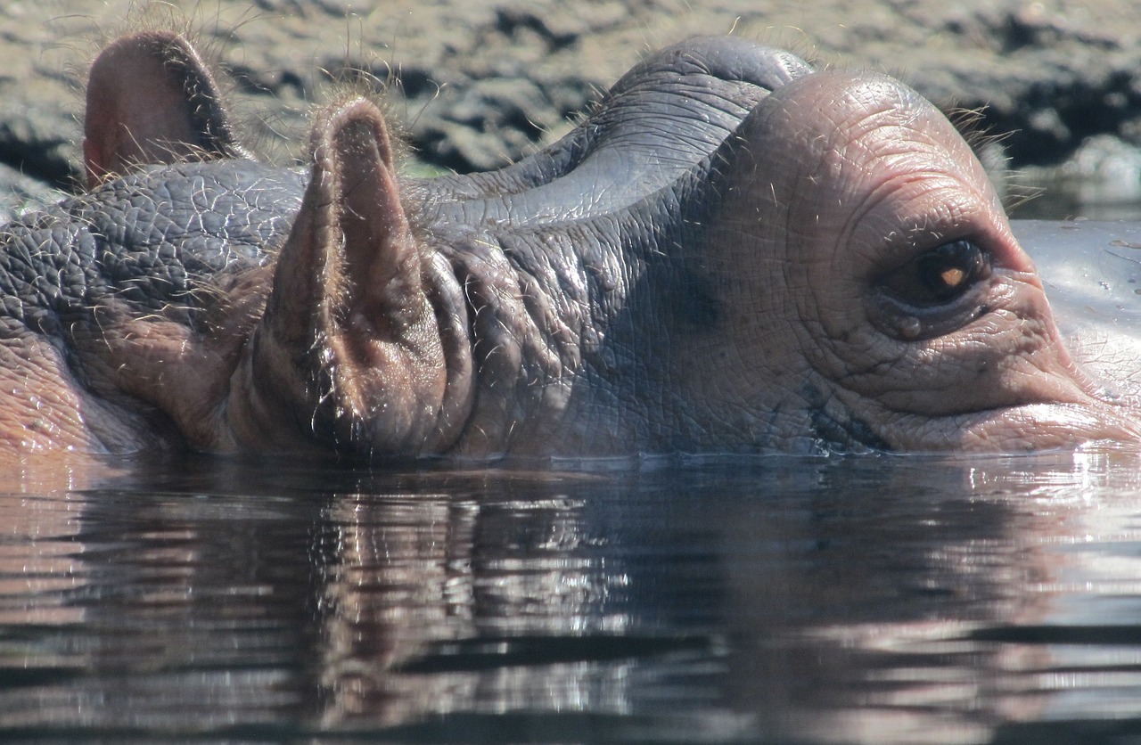 Pelėnas, Hippo, Portretas, Vanduo, Didelis, Laukinė Gamta, Gamta, Galva, Akys, Ausys