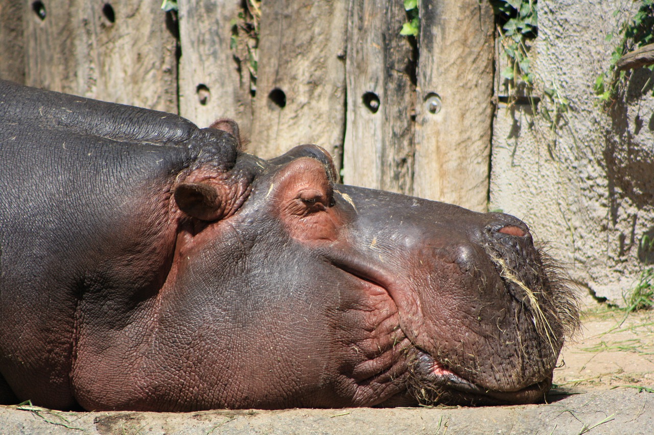 Pelėnas, Gamta, Hippo, Gyvūnų Pasaulis, Nemokamos Nuotraukos,  Nemokama Licenzija