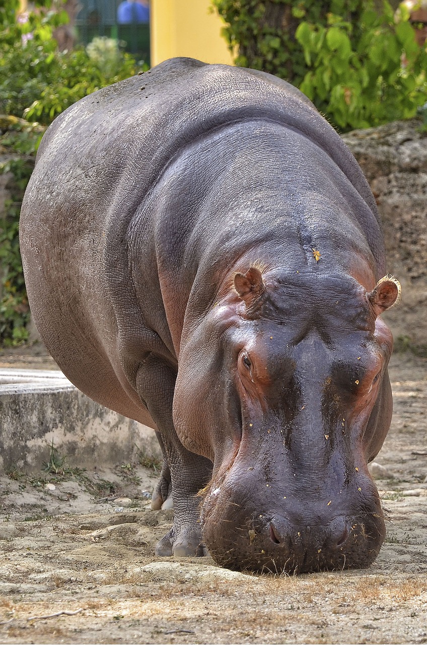 Pelėnas, Hippo, Zoologijos Sodas, Žinduolis, Vanduo, Žolėdžius, Gyvūnų Pasaulis, Gyvūnai, Didelis, Sunku