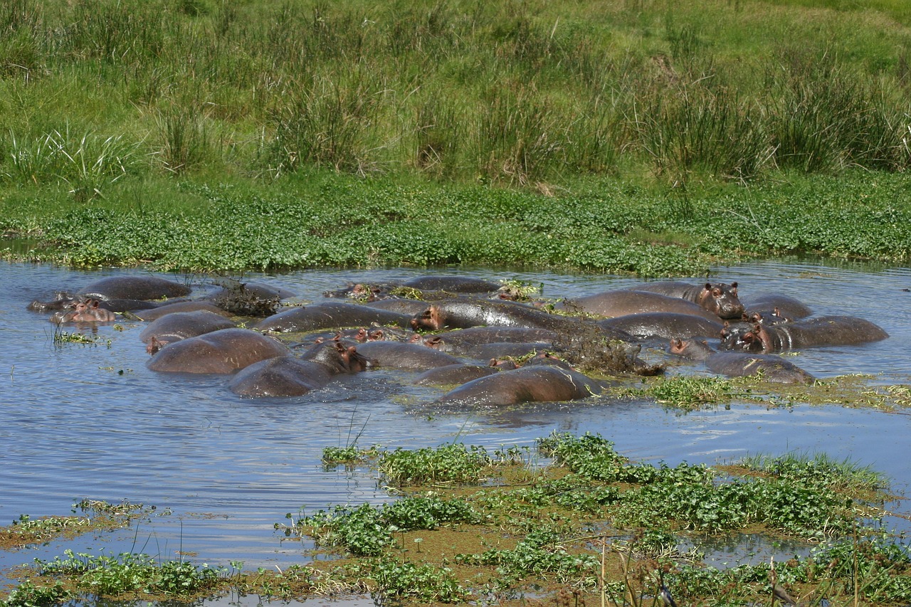 Pelėnas, Tanzanija, Ngorongoro, Krateris, Afrika, Laukinė Gamta, Nemokamos Nuotraukos,  Nemokama Licenzija