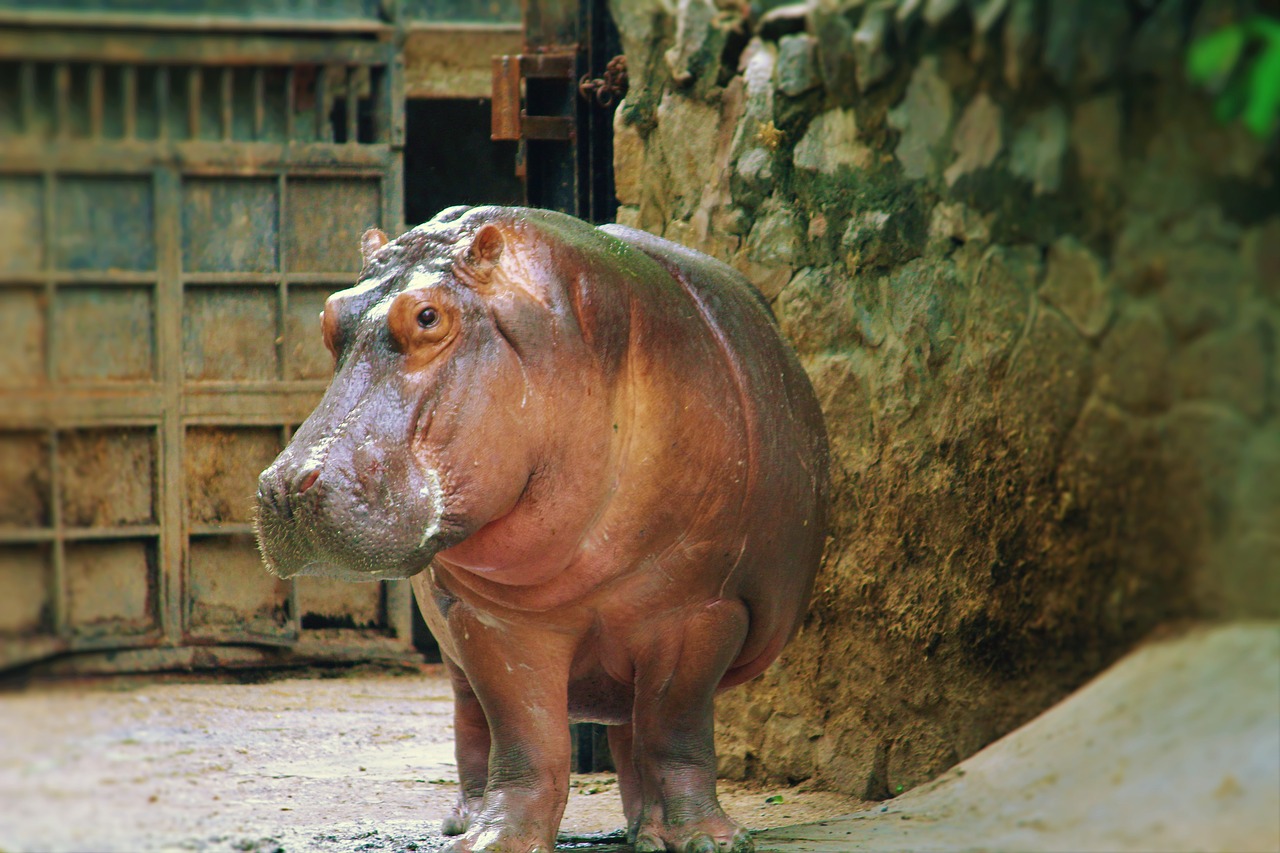 Pelėnas, Gyvūnas, Zoologijos Sodas, Žolėdis, Laukiniai, Narve, Šoninė Kelia, Nemokamos Nuotraukos,  Nemokama Licenzija