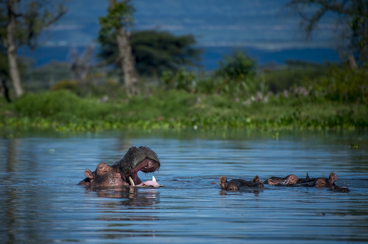 Hipopotamas,  Afrikoje,  Safari,  Hippo,  Gyvūnai,  Upė,  Žinduolis,  Didelis,  Laukinių,  Didelis