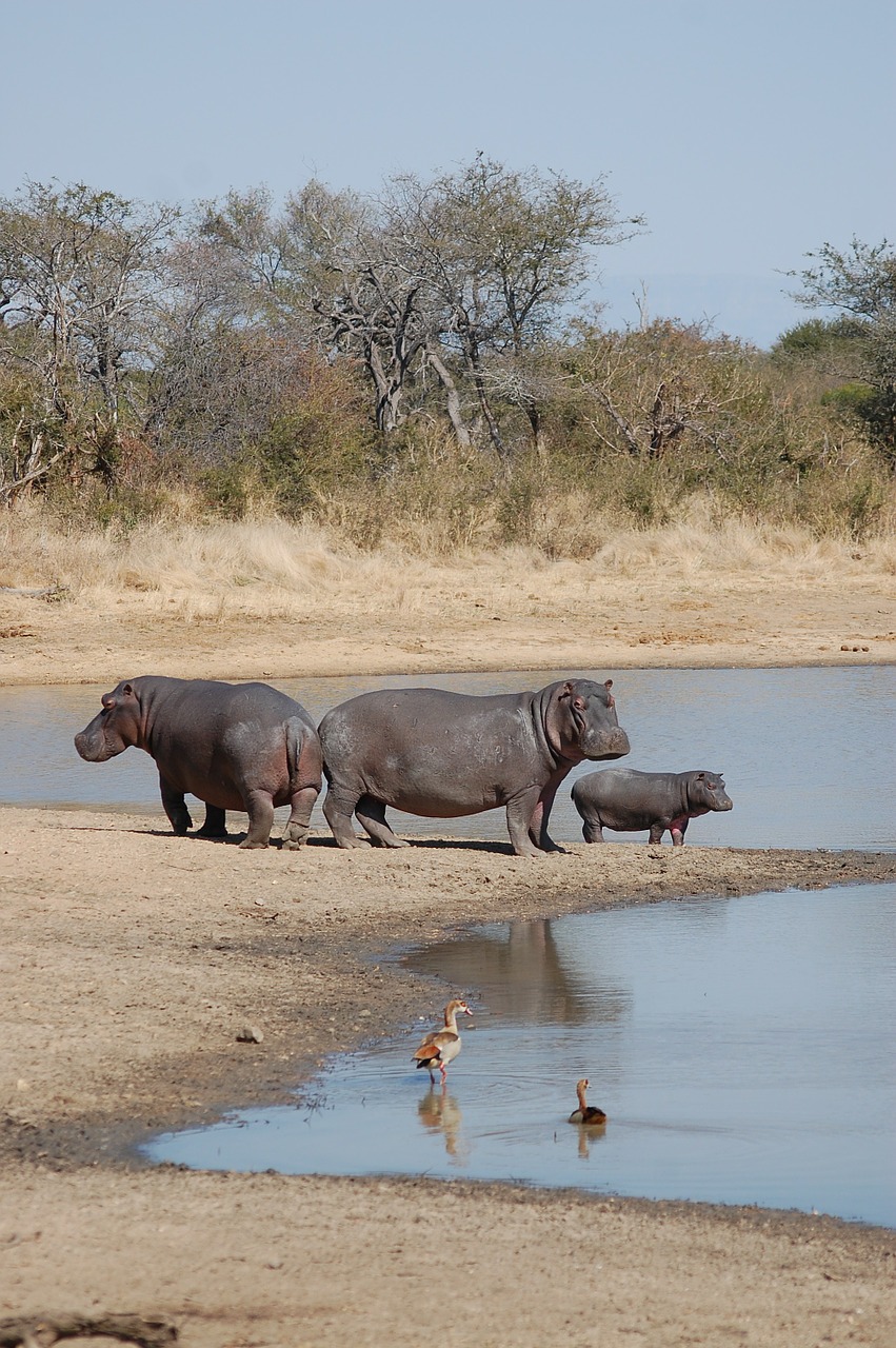 Pelėnas, Hippos, Gamta, Laukinė Gamta, Safari, Afrika, Nemokamos Nuotraukos,  Nemokama Licenzija