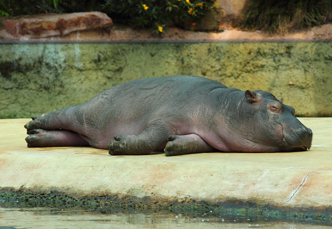 Pelėnas, Hippo, Zoologijos Sodas, Gyvūnas, Uždaryti, Poilsis, Atsipalaiduoti, Nemokamos Nuotraukos,  Nemokama Licenzija