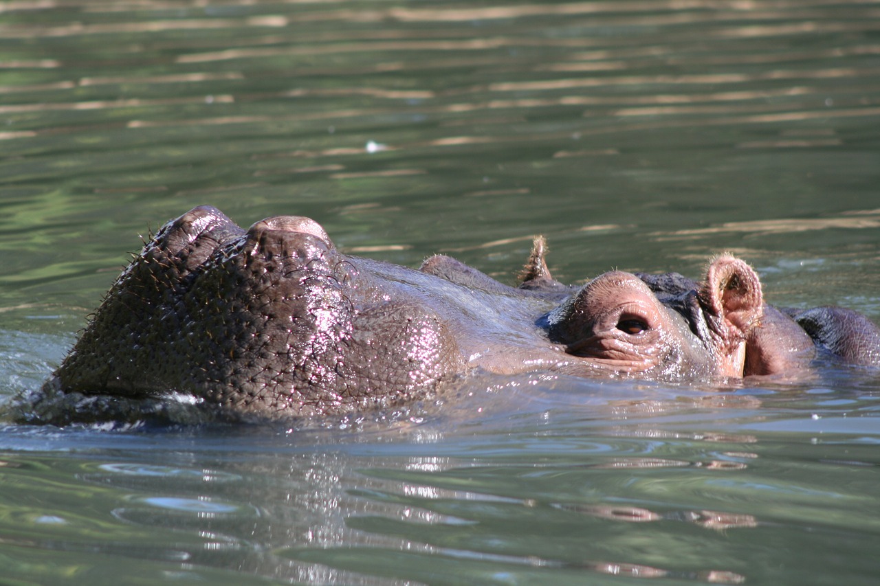 Pelėnas, Gyvūnas, Laukinė Gamta, Afrika, Zoologijos Sodas, Hippo, Nemokamos Nuotraukos,  Nemokama Licenzija