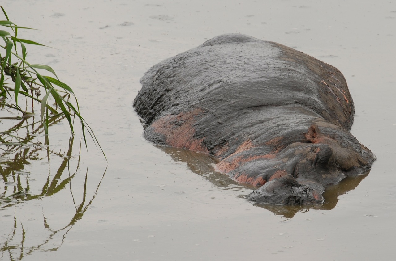 Pelėnas, Hippo, Serengeti, Afrika, Tanzanija, Laukiniai, Žinduolis, Zoologijos Sodas, Didelis, Galva