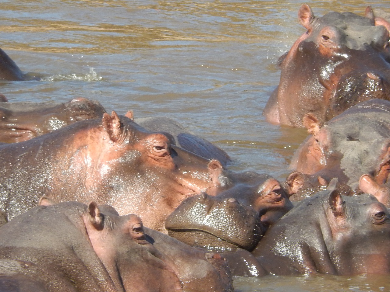 Hippos, Afrika, Kenya, Safari, Gyvūnas, Sunku, Nacionalinis Parkas, Nemokamos Nuotraukos,  Nemokama Licenzija