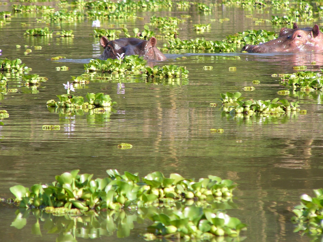 Hippos, Ežeras, Akys, Gyvūnai, Laukinė Gamta, Laukiniai, Zoologija, Žinduolis, Rūšis, Dykuma