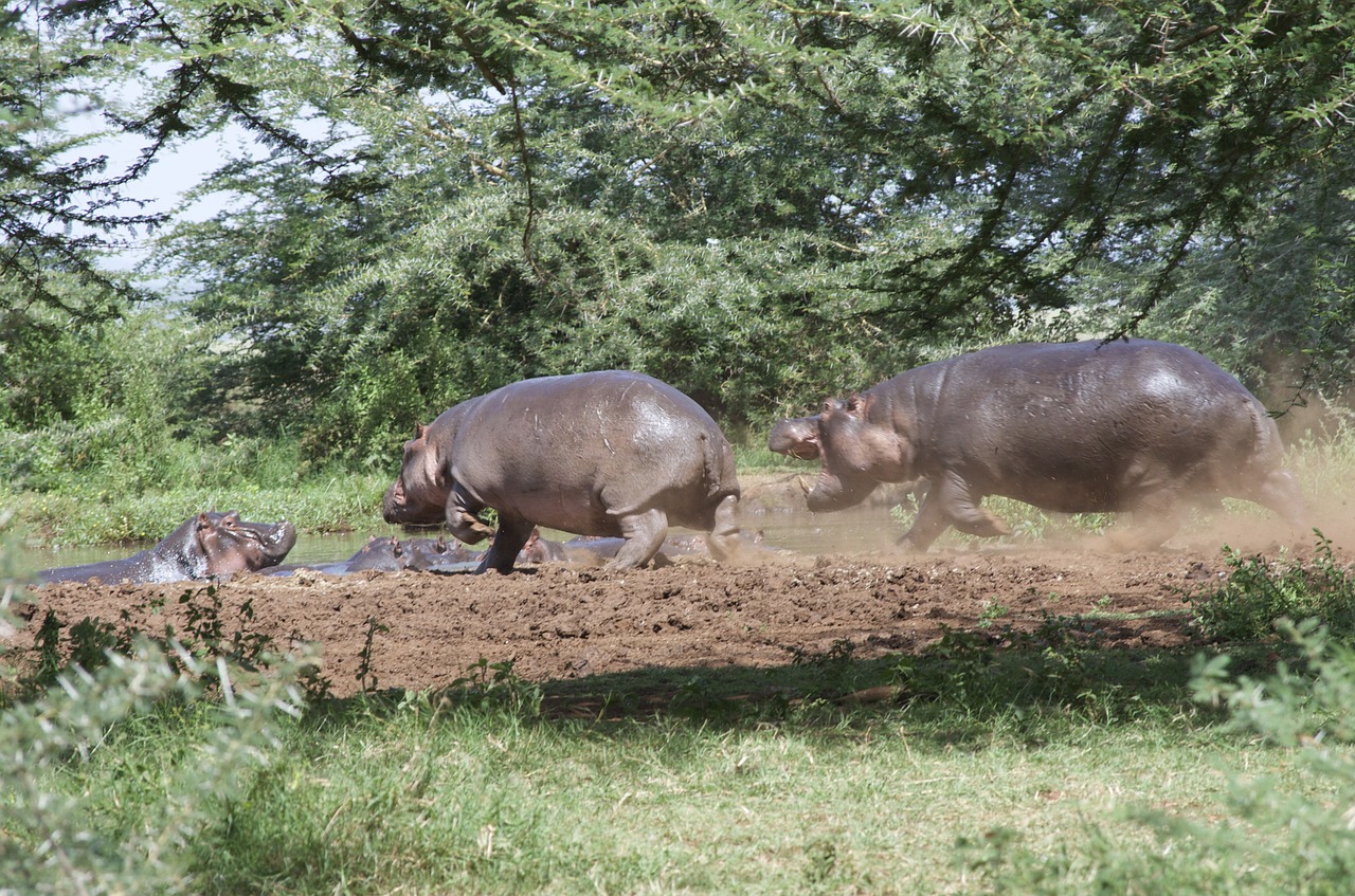 Hippos, Tanzanija, Plash, Gamta, Žalias, Vanduo, Medžiai, Lapai, Kraštovaizdis, Tvenkinys