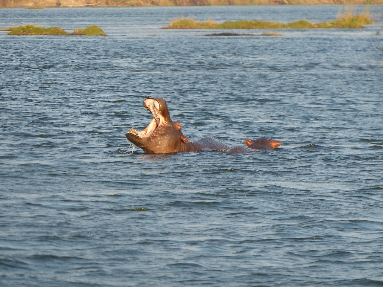 Hippos, Zambezi, Upė, Safari, Afrika, Gyvūnai, Nemokamos Nuotraukos,  Nemokama Licenzija