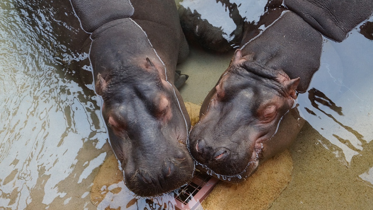 Hippos,  Gyvūnas,  Vandens Pasaulis,  Gyvūnai,  Vanduo, Nemokamos Nuotraukos,  Nemokama Licenzija