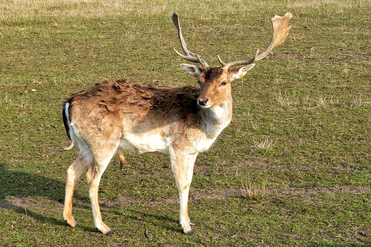 Hirsch, Pieva, Antler, Alkūnės Vežėjas, Gyvūnas, Paarhufer, Ganyti, Laukiniai, Scheu, Nemokamos Nuotraukos