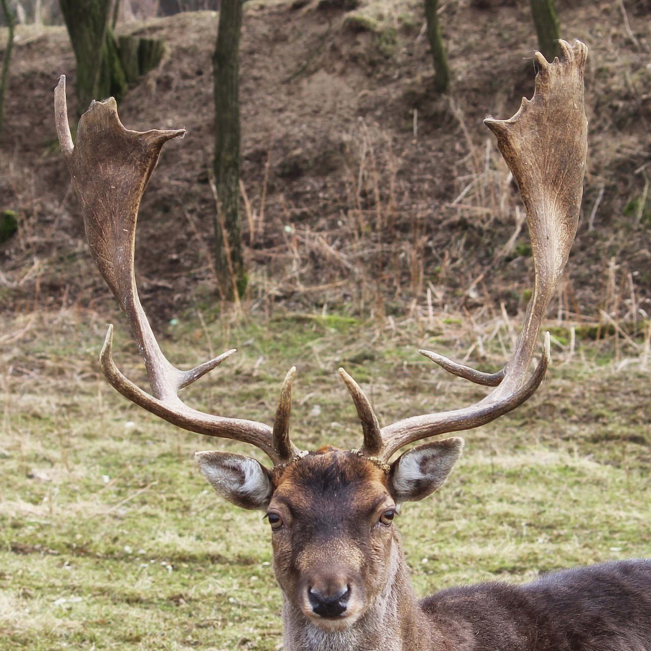 Hirsch, Paprastosios Elnies, Miškas, Žiemos Laikas, Pieva, Laukinės Gamtos Fotografija, Gyvūnų Portretas, Nemokamos Nuotraukos,  Nemokama Licenzija