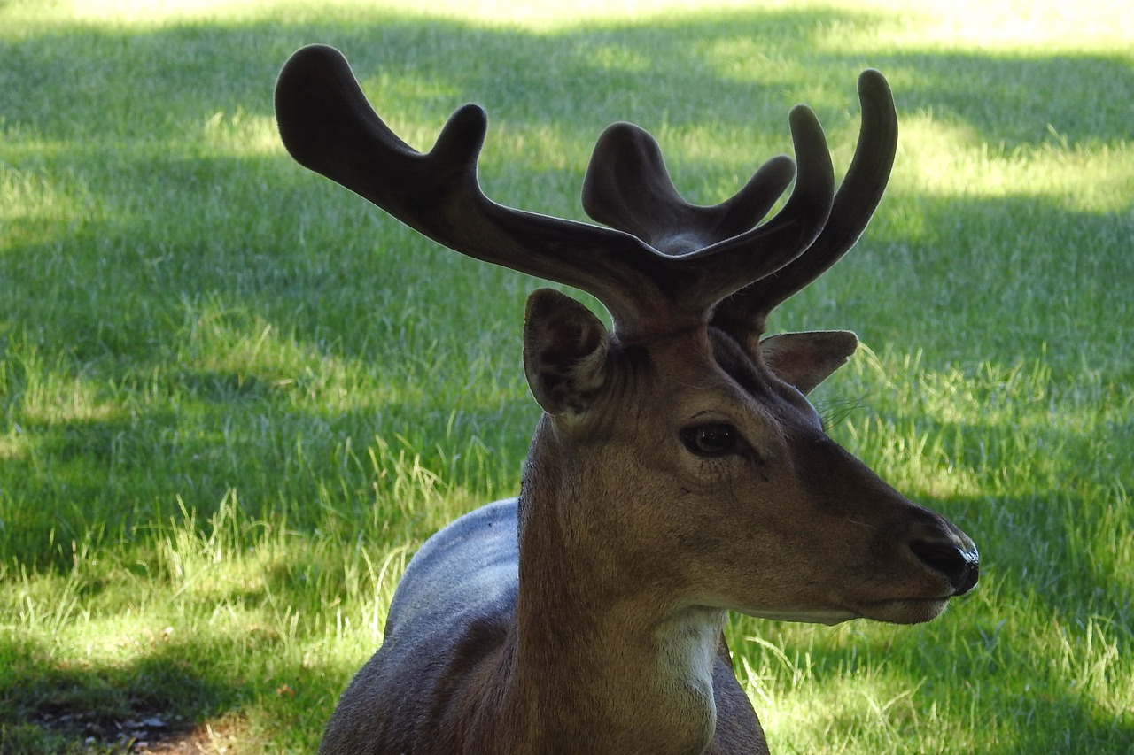 Hirsch, Antler, Paprastosios Elnies, Scheu, Miško Gyvūnas, Laukiniai, Miškas, Laukinės Gamtos Fotografija, Gyvūnų Portretas, Nemokamos Nuotraukos