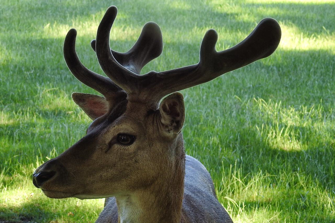 Hirsch, Antler, Paprastosios Elnies, Scheu, Miško Gyvūnas, Laukiniai, Miškas, Laukinės Gamtos Fotografija, Gyvūnų Portretas, Nemokamos Nuotraukos