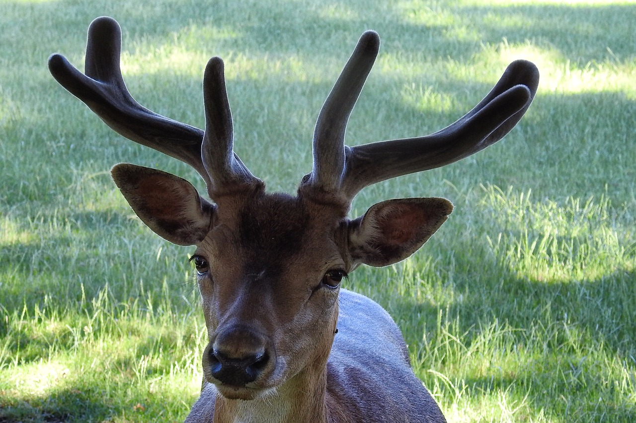 Hirsch, Antler, Paprastosios Elnies, Scheu, Miško Gyvūnas, Laukiniai, Miškas, Laukinės Gamtos Fotografija, Gyvūnų Portretas, Nemokamos Nuotraukos