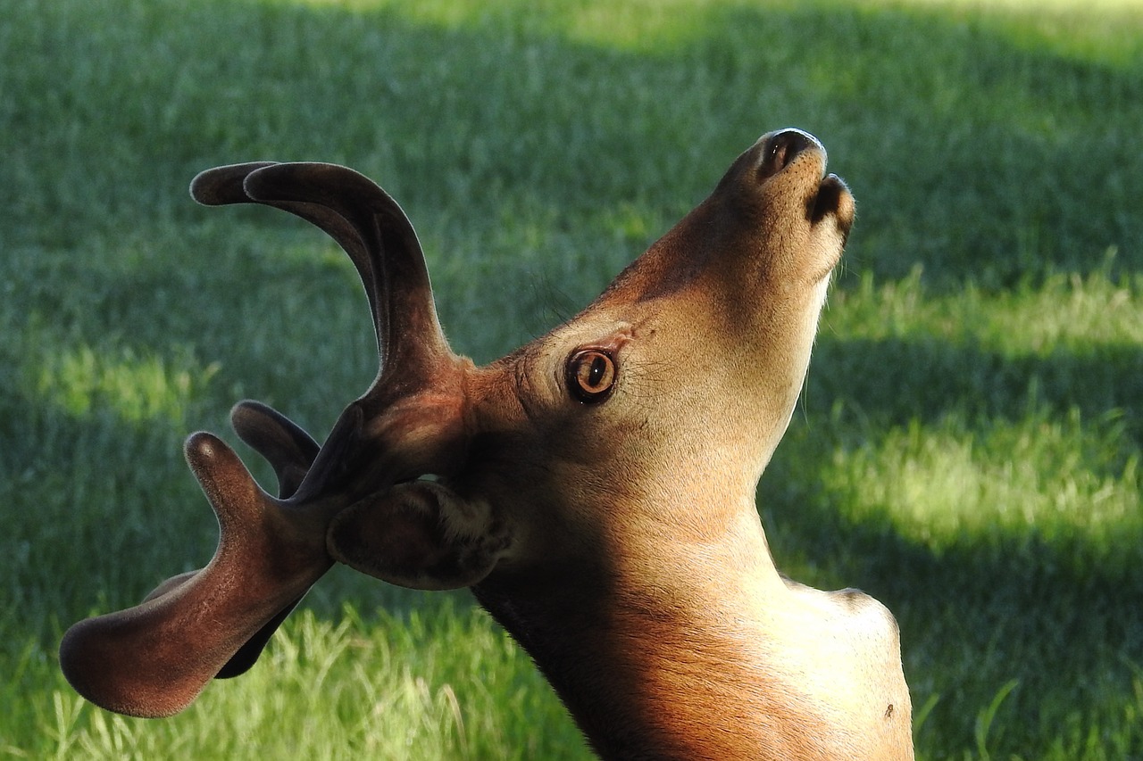 Hirsch, Antler, Paprastosios Elnies, Scheu, Miško Gyvūnas, Laukiniai, Miškas, Laukinės Gamtos Fotografija, Gyvūnų Portretas, Nemokamos Nuotraukos