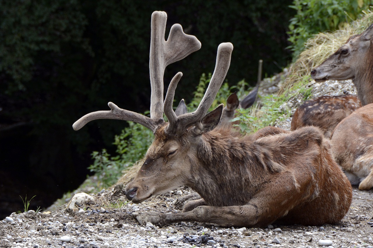 Hirsch, Gyvūnas, Gamta, Antler, Alkūnės Vežėjas, Miškas, Laukiniai, Paarhufer, Miegoti, Kailis