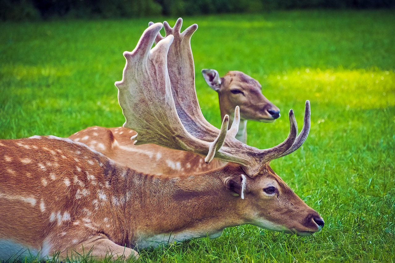 Hirsch, Užtvanka Laukinė, Laukiniai, Gamta, Antler, Gyvūnų Pasaulis, Miškas, Scheu, Raudonas Elnias, Gyvūnas