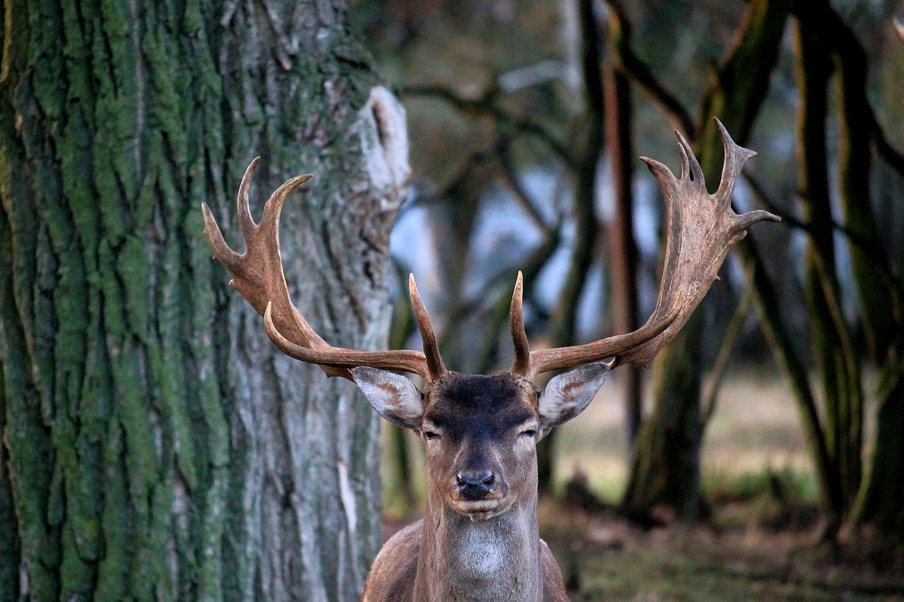 Hirsch, Antler, Paprastosios Elnies, Miškas, Gamta, Laukiniai, Gyvūnas, Nemokamos Nuotraukos,  Nemokama Licenzija