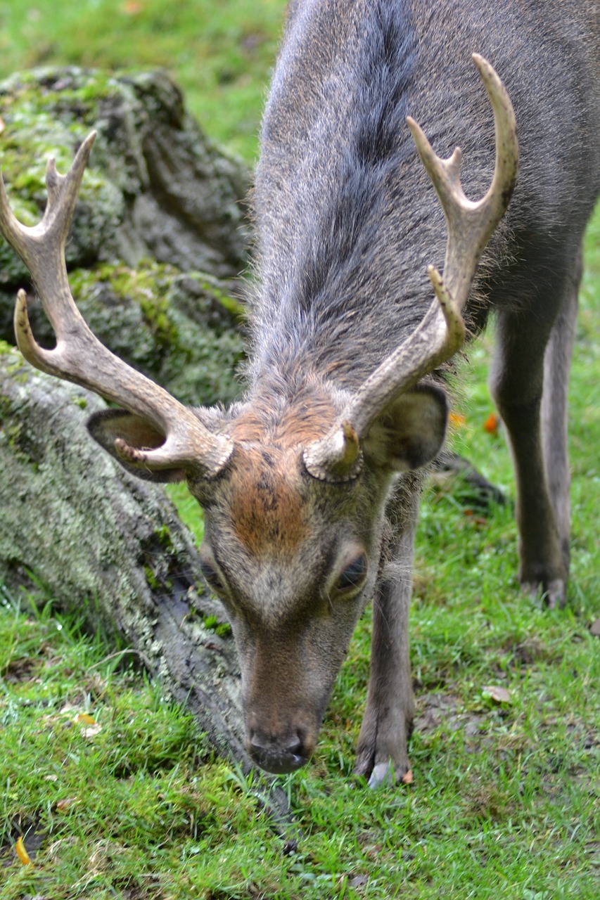 Hirsch, Antler, Valgyti, Sika Elnias, Laukinio Gyvenimo Parkas, Gamta, Laukiniai, Nemokamos Nuotraukos,  Nemokama Licenzija