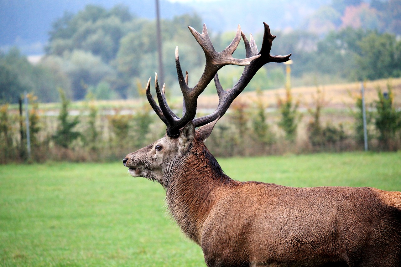 Hirsch, Antler, Pieva, Laukiniai, Raudonas Elnias, Gamta, Gyvūnas, Alkūnės Vežėjas, Rat, Nemokamos Nuotraukos