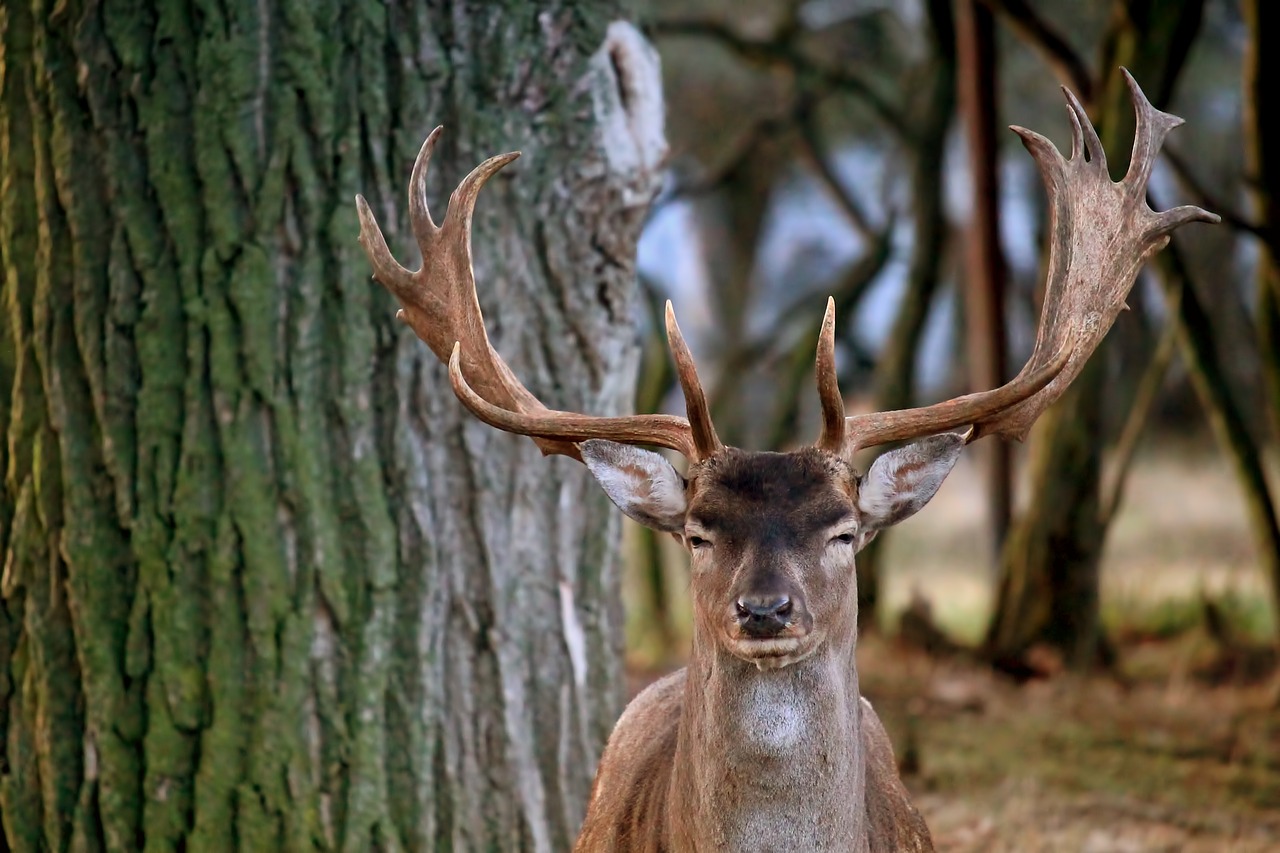 Hirsch, Paprastosios Elnies, Miškas, Gamta, Gyvūnas, Žinduolis, Nemokamos Nuotraukos,  Nemokama Licenzija