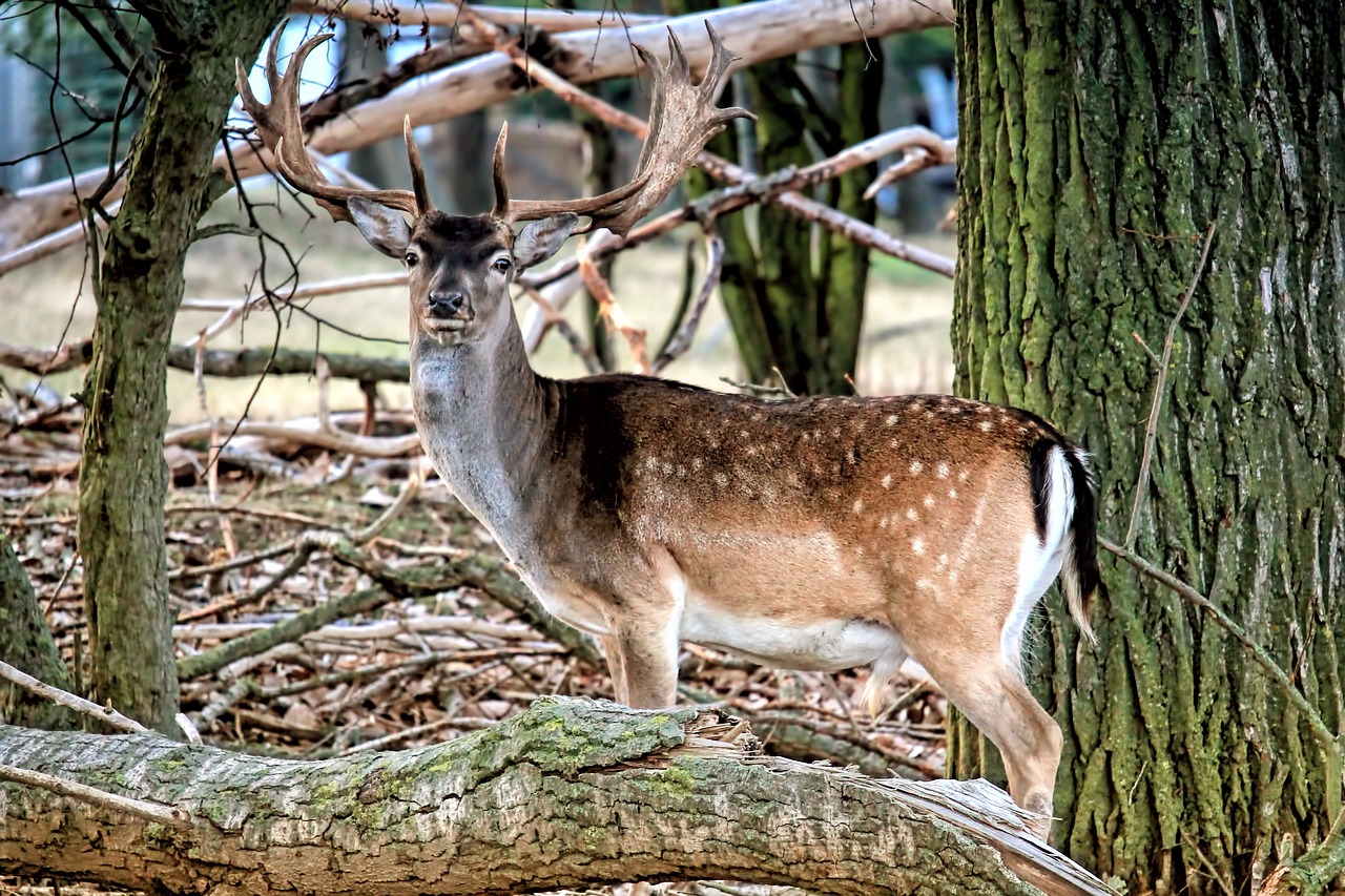 Hirsch, Paprastosios Elnies, Miškas, Gamta, Gyvūnas, Žinduolis, Nemokamos Nuotraukos,  Nemokama Licenzija