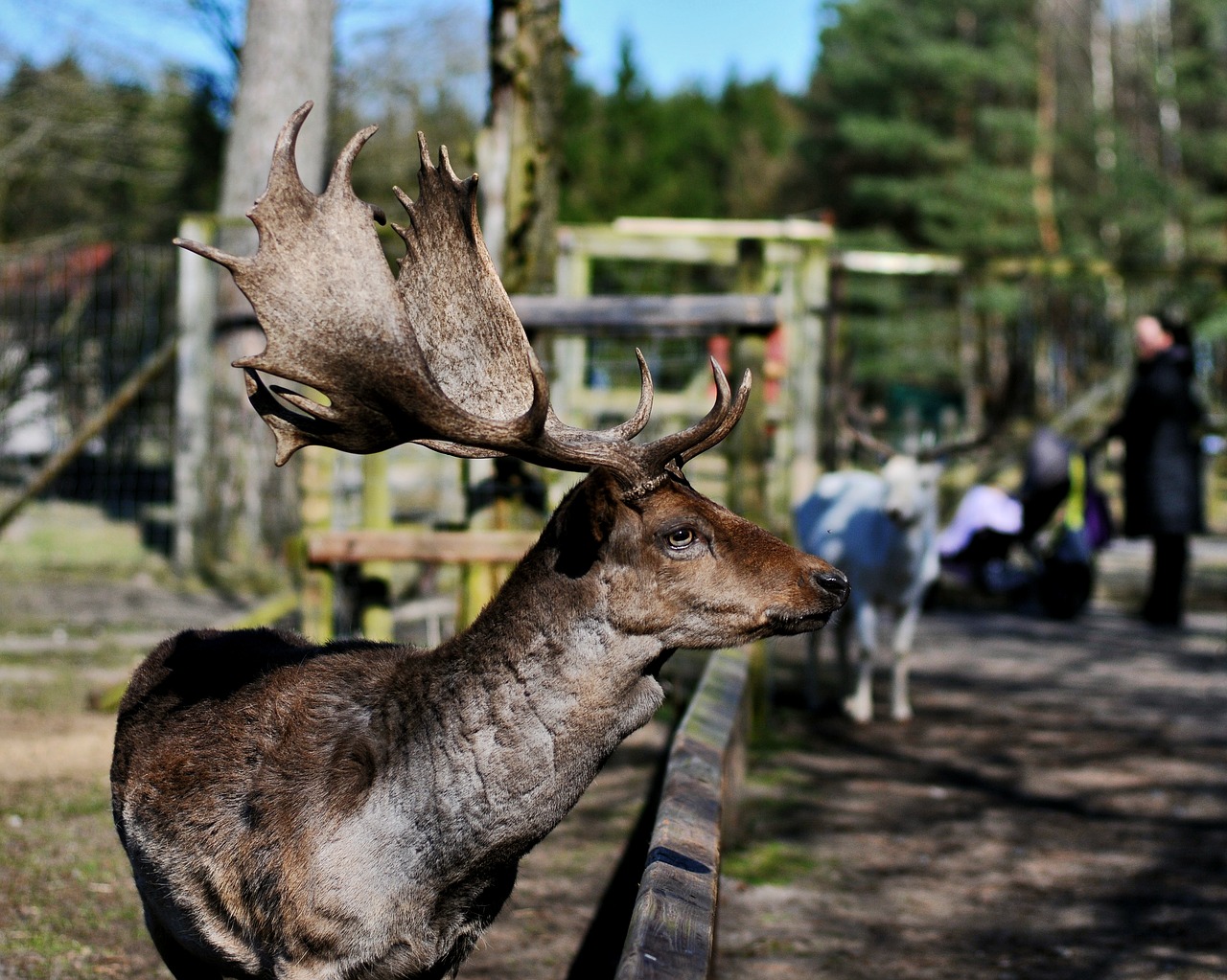 Hirsch, Gyvūnas, Laukiniai, Zoologijos Sodas, Balmy Bruck, Žemutinė Saksonija, Nemokamos Nuotraukos,  Nemokama Licenzija