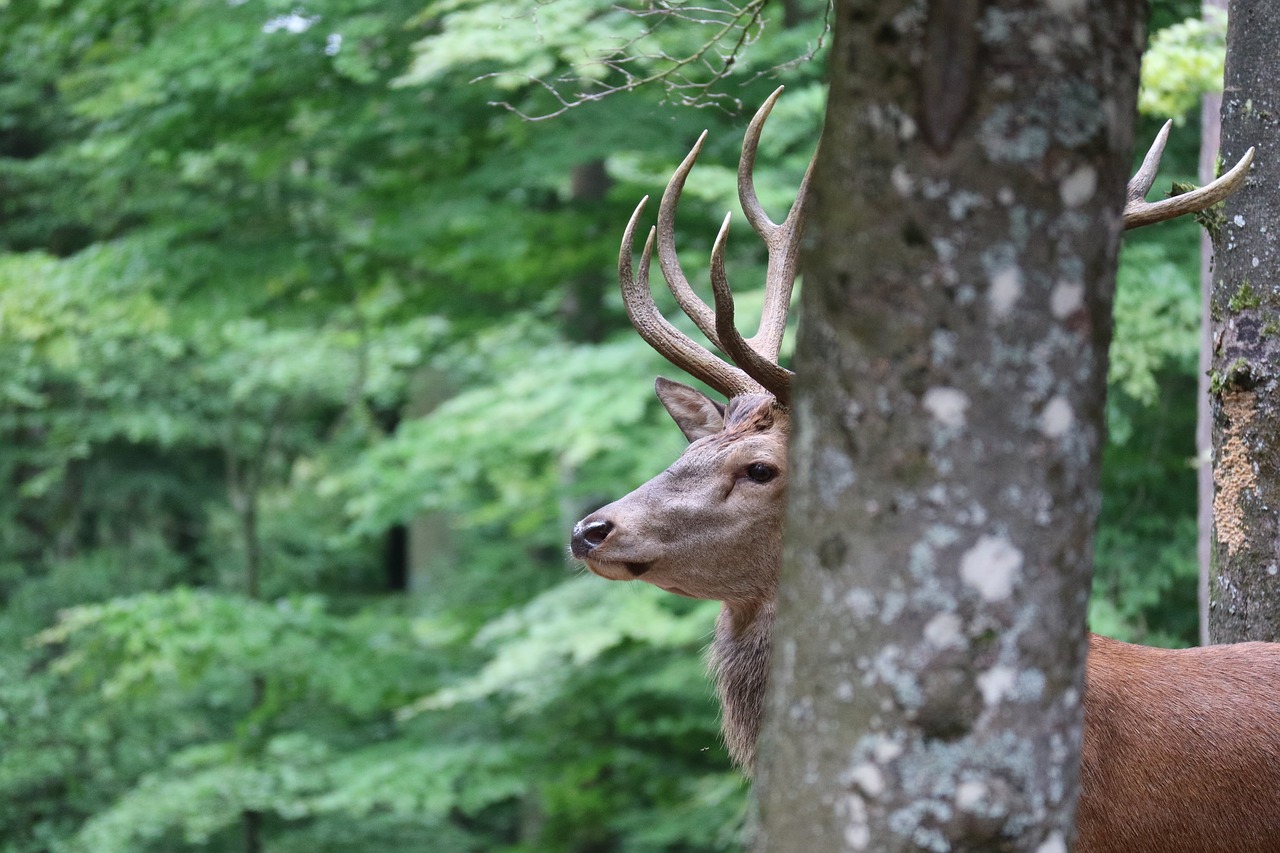 Hirsch, Laukiniai, Uždaryti, Laukinės Gamtos Fotografija, Gyvūnų Portretas, Antler, Nemokamos Nuotraukos,  Nemokama Licenzija