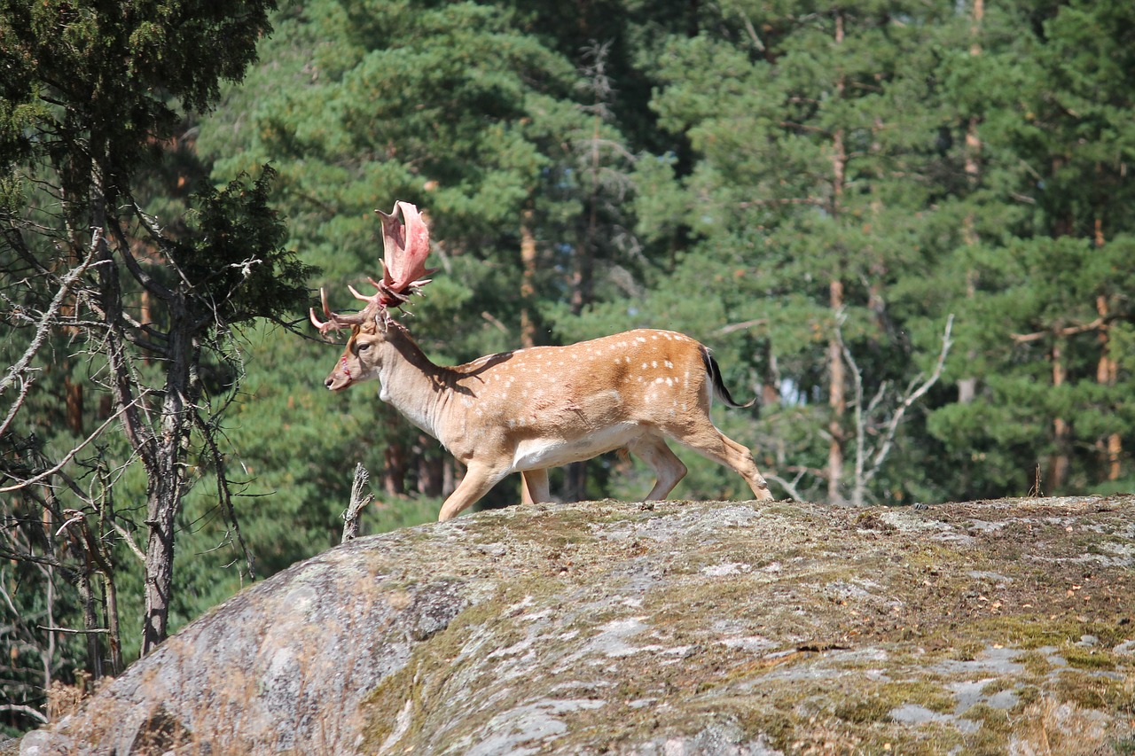 Hirsch, Užtvanka Laukinė, Laukinės Gamtos Fotografija, Gamta, Laukiniai, Gyvūnų Pasaulis, Miškas, Antler, Gyvūnas, Stiragai