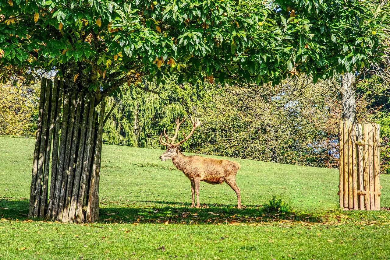 Hirsch, Elnių Antleris, Antler, Ganykla, Medis, Žalias, Gamta, Gyvūnų Pasaulis, Gyvūnas, Pieva