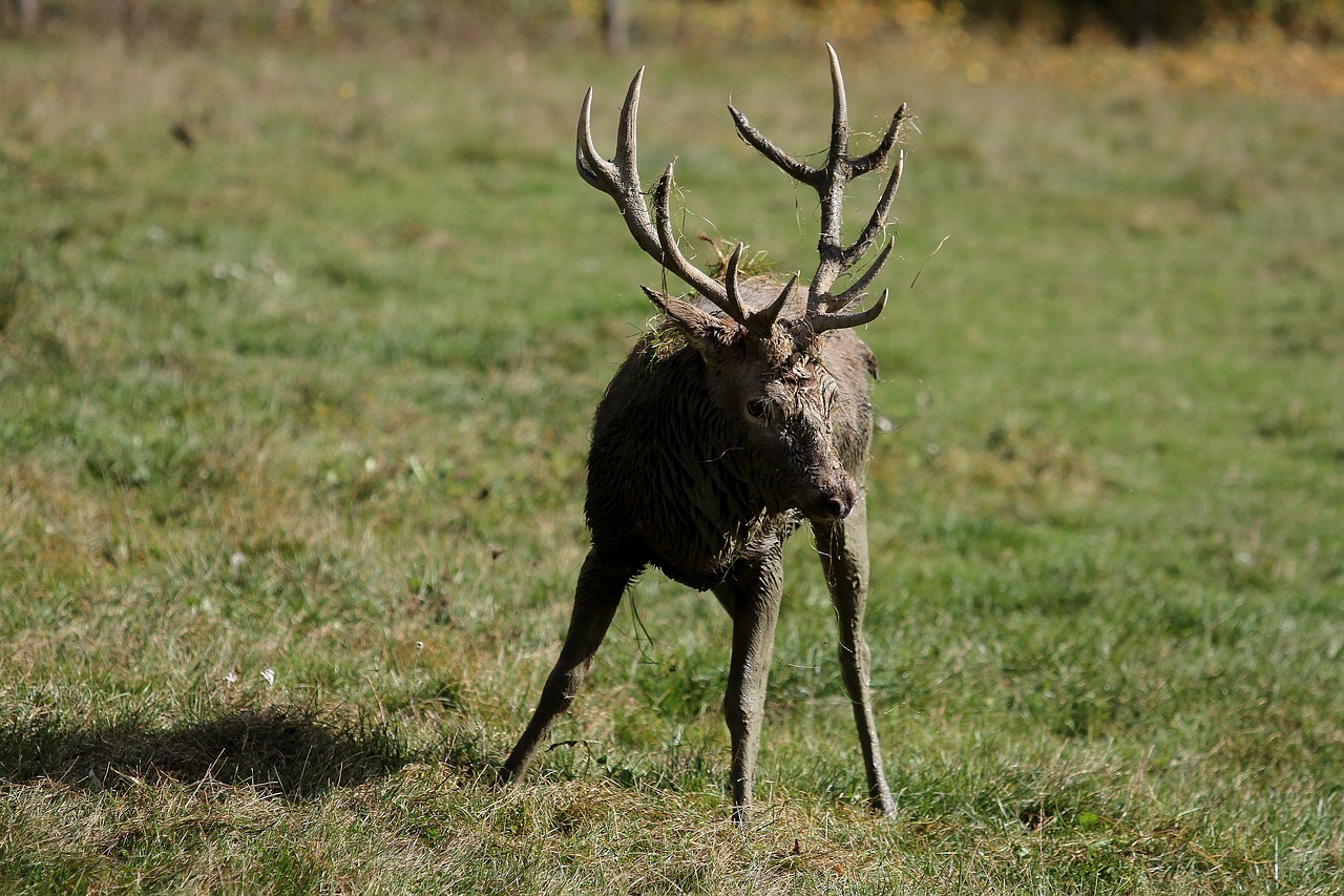 Hirsch, Antler, Raudonas Elnias, Alkūnės Vežėjas, Miškas, Laukiniai, Gamta, Laukinės Gamtos Fotografija, Rat, Laukinis Gyvūnas