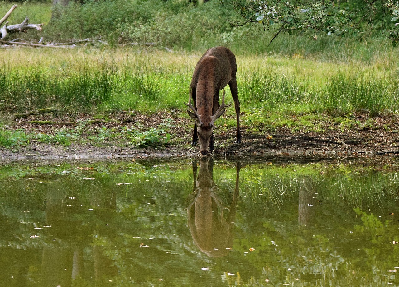 Hirsch, Veidrodinis Vaizdas Elnias, Elnių Girtavimas, Nemokamos Nuotraukos,  Nemokama Licenzija