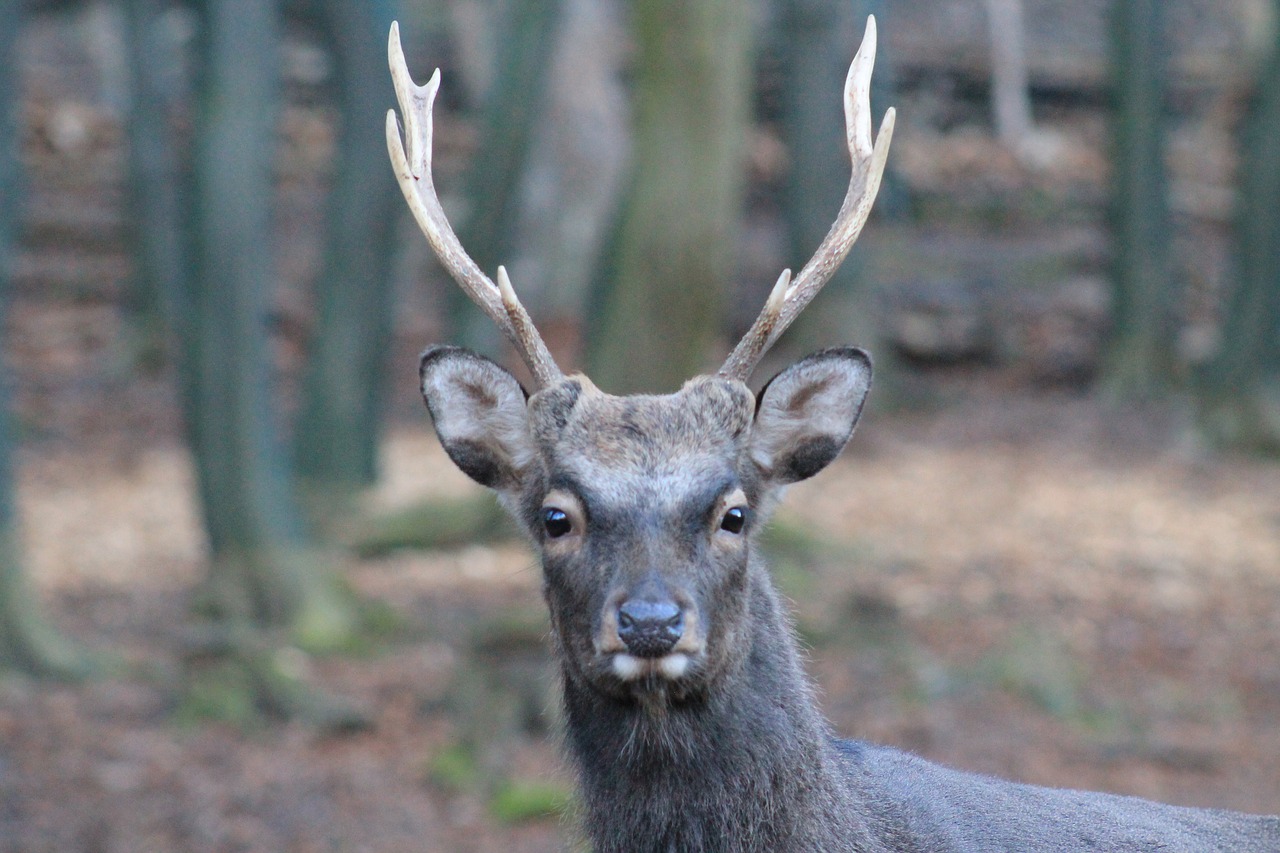 Hirsch,  Gyvūnų Pasaulis,  Žinduolis,  Gamta,  Gyvūnas,  Antler,  Laukiniai,  Mediena,  Portretas,  Saldus