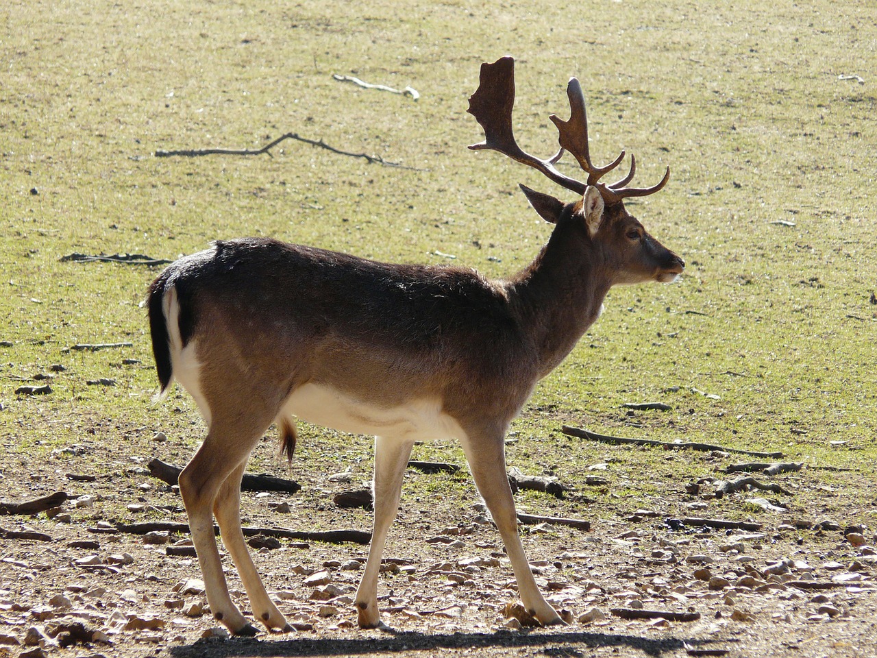 Hirsch, Gyvūnas, Antler, Laukiniai, Gyvūnų Pasaulis, Stiragai, Gamta, Nemokamos Nuotraukos,  Nemokama Licenzija