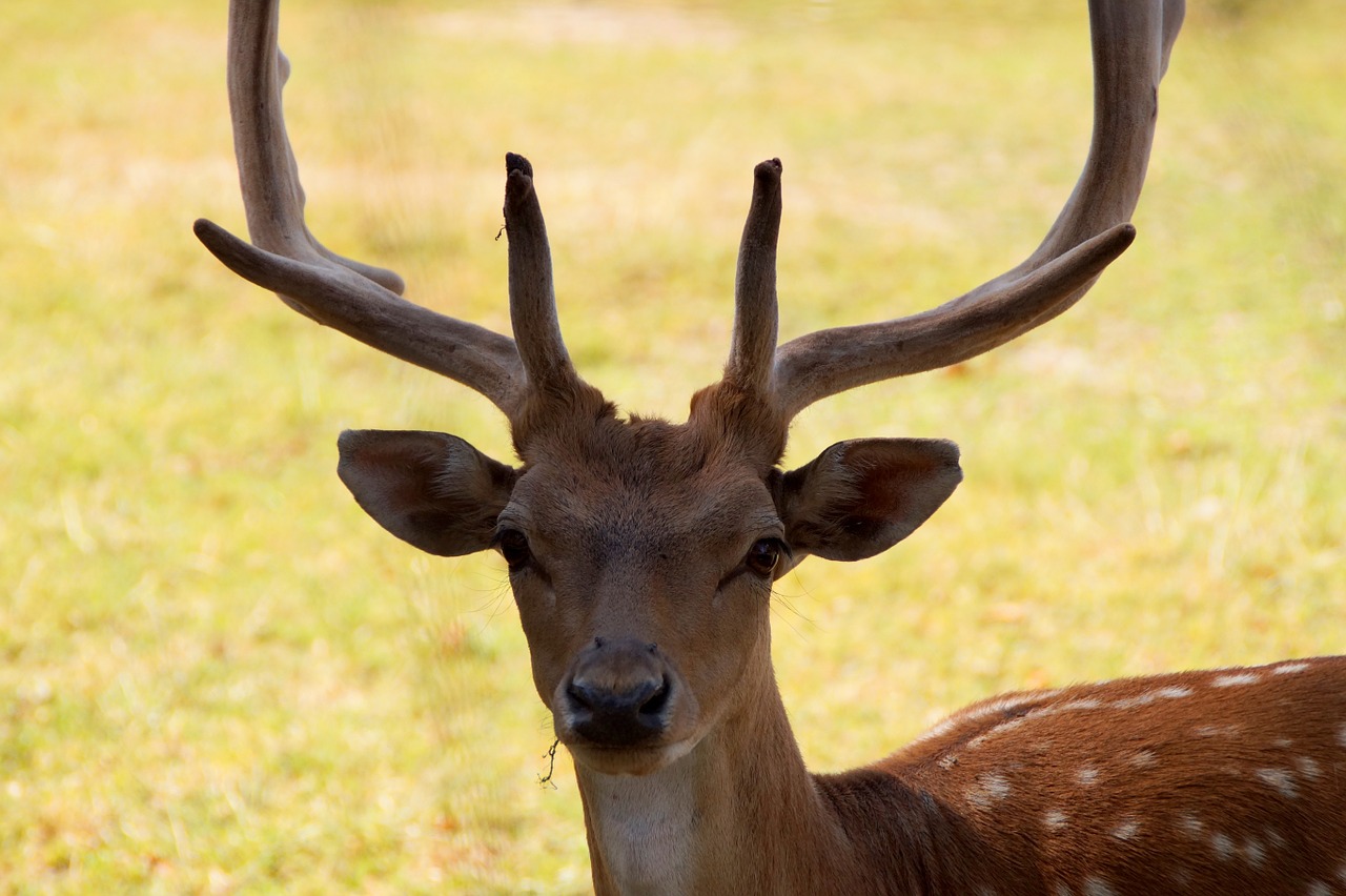 Hirsch, Ašies Elniai, Raudonas Elnias, Miškas, Antler, Laukinio Gyvenimo Parkas, Laukiniai, Gamta, Miškininkystė, Medžioklė