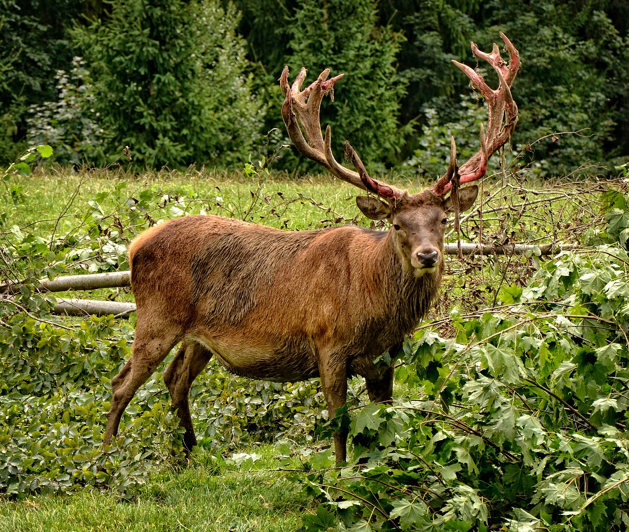 Hirsch, Raudonas Elnias, Antler, Alkūnės Vežėjas, Gyvūnas, Miškas, Laukiniai, Gamta, Paarhufer, Realus Elnias