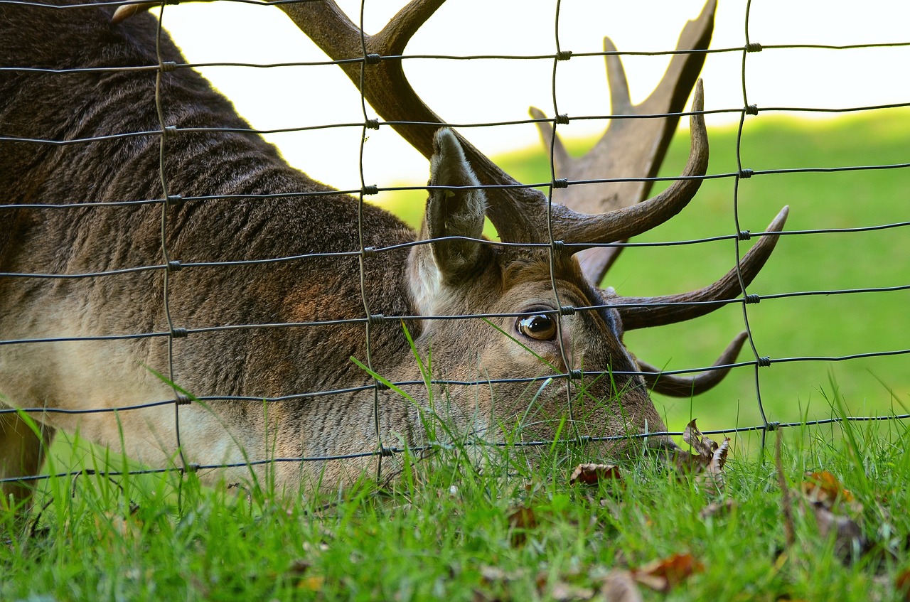 Hirsch, Paprastosios Elnies, Antler, Miškas, Gamta, Laukiniai, Laukinio Gyvenimo Parkas, Valgyti, Ganyti, Tvora