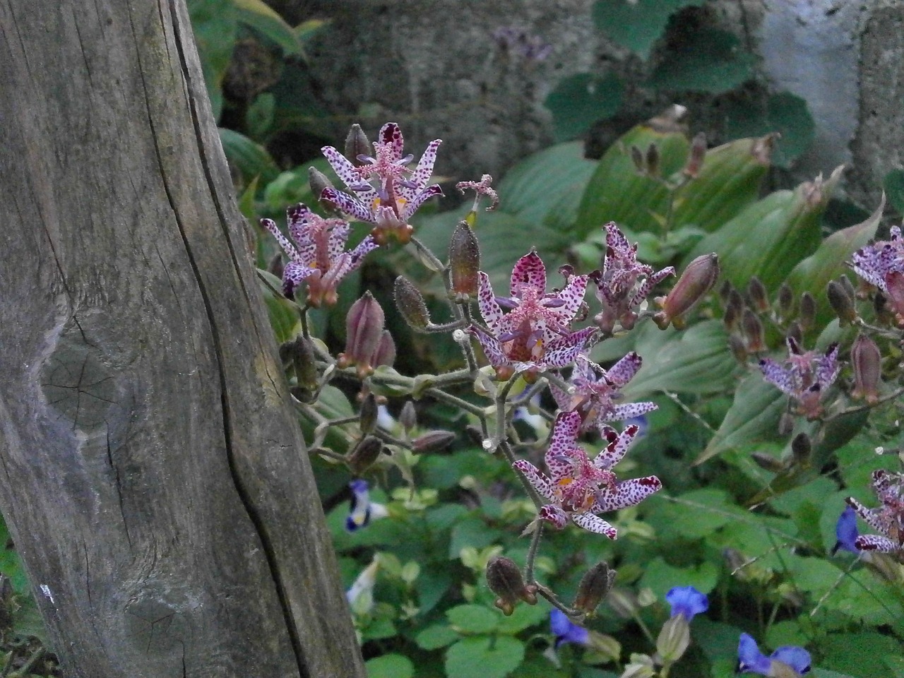 Hirta, Liliaceae, Rudens Gėlės, Purpurinės Gėlės, Žydintis Augalas, Nemokamos Nuotraukos,  Nemokama Licenzija