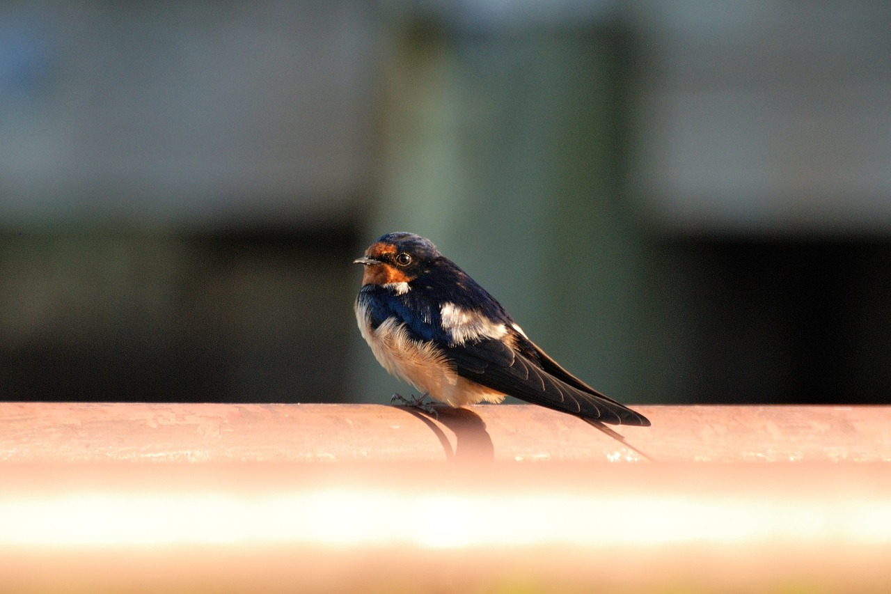 Hirundo Rustica,  Tvarto Kregždele,  Pobūdį,  Paukštis,  Vasara,  Schwalbe,  Perinčių Paukščių,  Migruojančių Paukščių,  Paukščių Stebėjimas, Nemokamos Nuotraukos