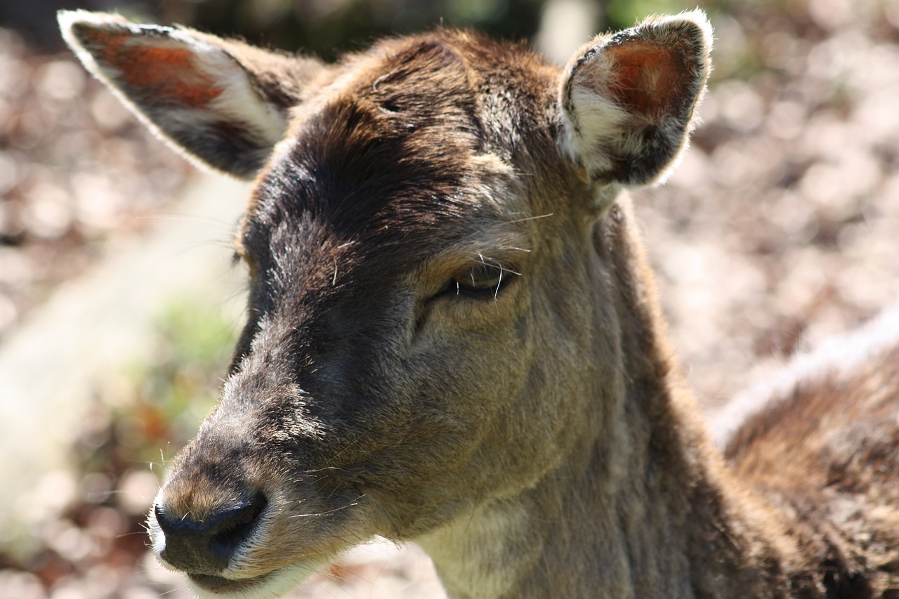 Hjort, Denmark, Pavasaris, Brangus, Saldus, Natūralus, Uždaryti, Nemokamos Nuotraukos,  Nemokama Licenzija