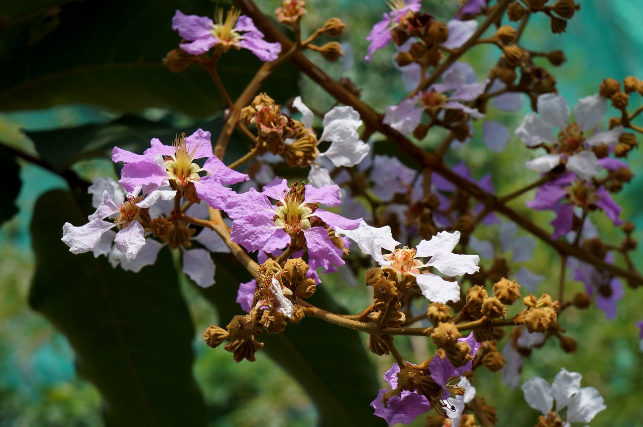 Hoa Bằng Lăng, Medžio Kraštovaizdis, Purpurinės Gėlės, Nemokamos Nuotraukos,  Nemokama Licenzija