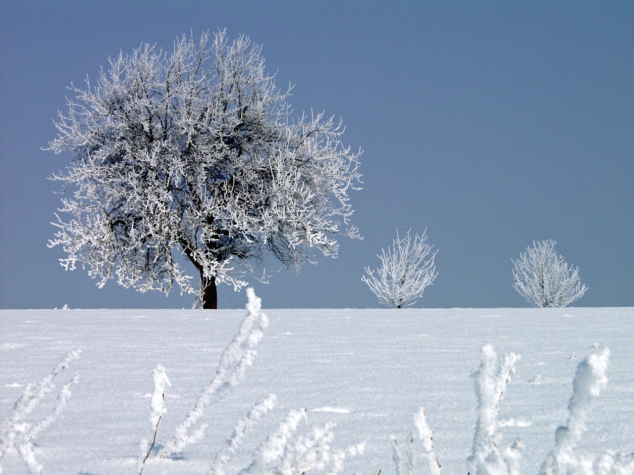 Auskaras, Žiema, Šaltas, Medis, Žiemą, Užšalimo Temperatūra, Sušaldyta, Nemokamos Nuotraukos,  Nemokama Licenzija