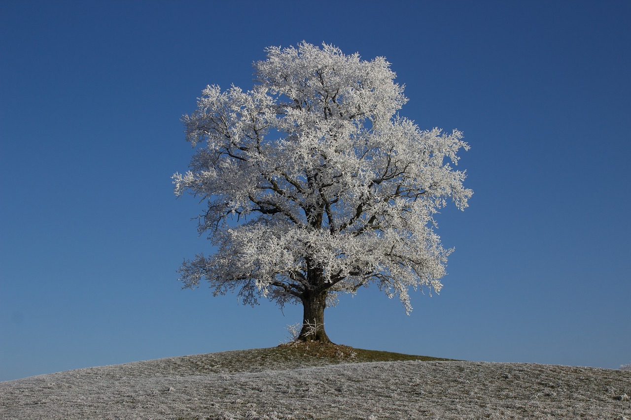 Auskaras, Žiema, Medis, Šaltis, Gamta, Žiemą, Saulė, Filialai, Nuotaika, Žiemos Nuotaika