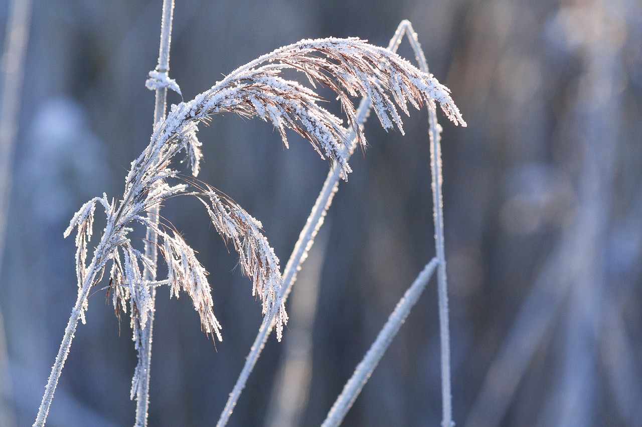 Auskaras, Šaltis, Žiema, Gamta, Sušaldyta, Metų Laikas, Žolė, Makro, Ledo Kristalas, Nemokamos Nuotraukos