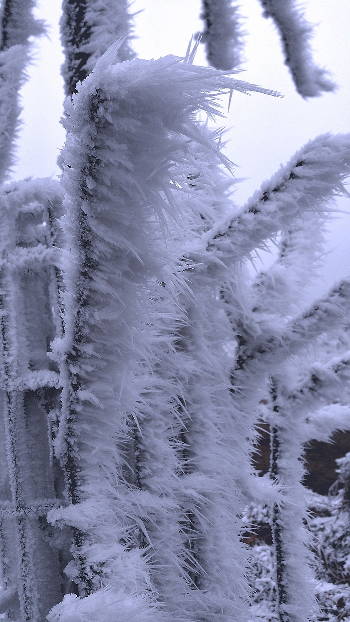 Auskaras, Žiemą, Šaltis, Estetinis, Šaltas, Žiemos Įspūdžiai, Eiskristalio, Ledas, Sušaldyta, Nemokamos Nuotraukos