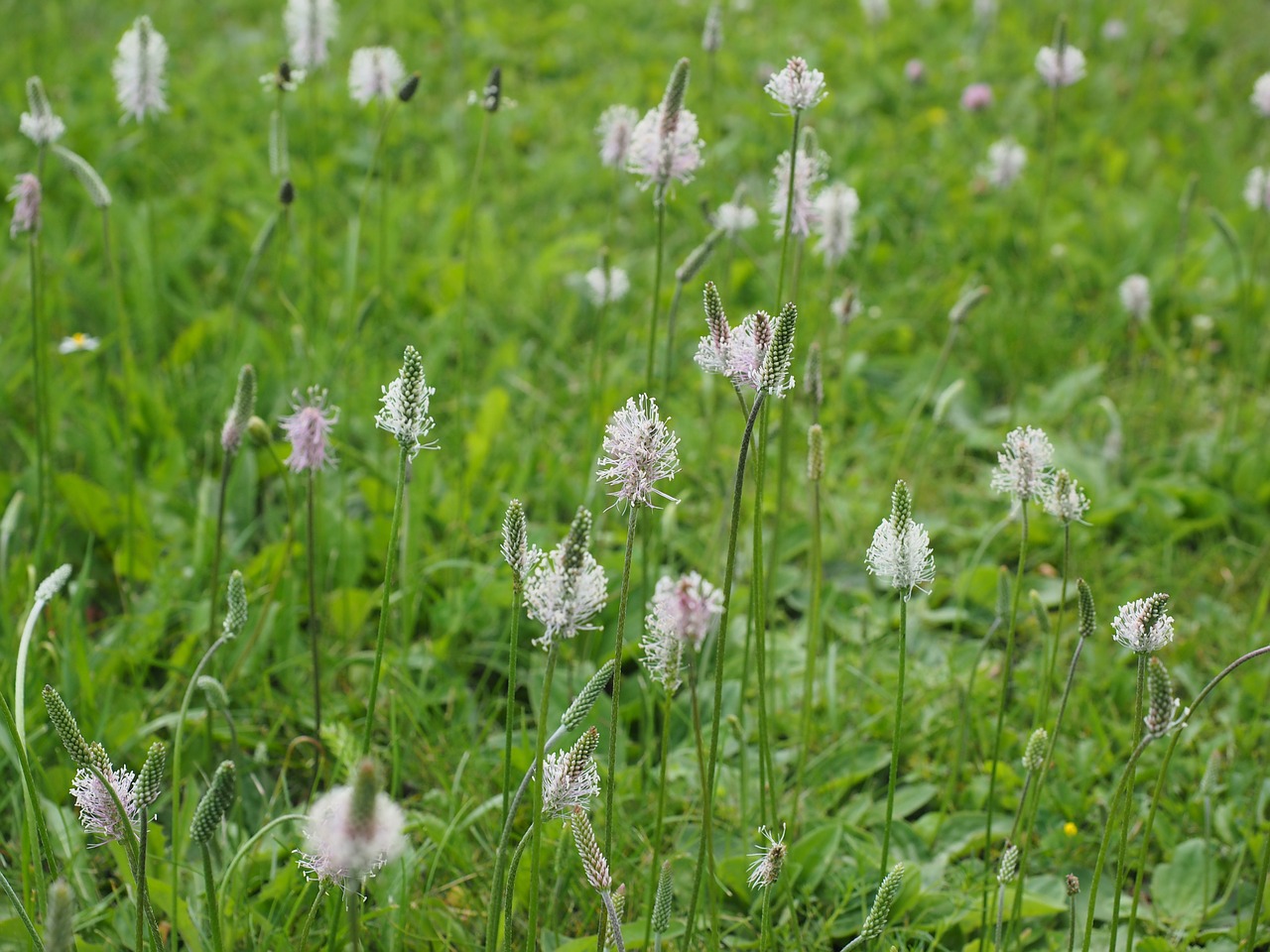 Stiklinė Plantacija, Plantakas, Laukinė Gėlių Pieva, Pieva, Gėlės, Žiedas, Žydėti, Pavasaris, Pavasario Gėlės, Žydėti